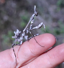 Empusa binotata