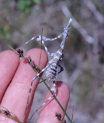 Empusa binotata