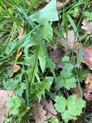 Sisymbrium officinale