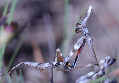 Empusa binotata
