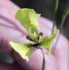 Moraea bellendenii