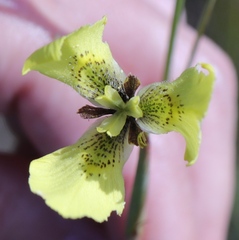 Moraea bellendenii