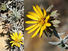 Berkheya cuneata