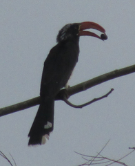 Lophoceros alboterminatus