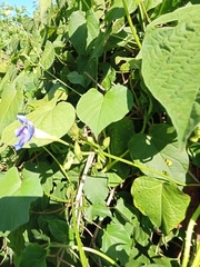 Ipomoea parasitica