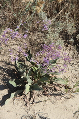 Limonium meyeri