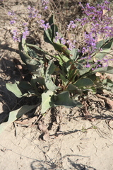 Limonium meyeri