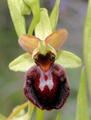 Ophrys sphegodes