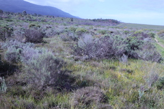 Moraea bellendenii