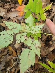 Actaea