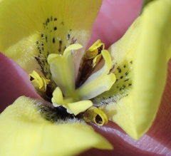 Moraea bellendenii