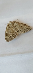 Epirrita dilutata
