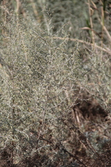 Artemisia santonicum