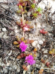 Disphyma dunsdonii