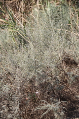 Artemisia santonicum