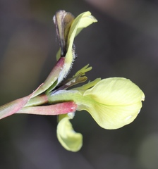 Moraea bellendenii
