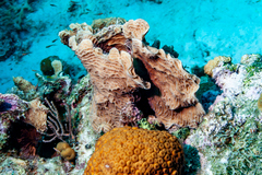 Montastraea cavernosa