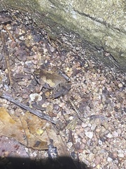 Microhyla superciliaris