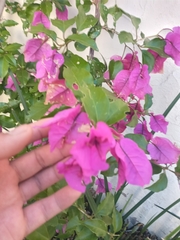 Bougainvillea