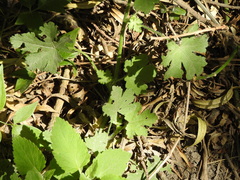 Modiolastrum malvifolium