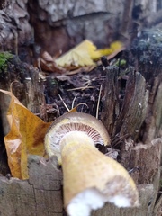 Fungi
