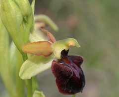 Ophrys sphegodes