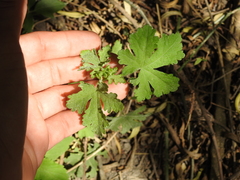 Modiolastrum malvifolium