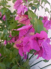 Bougainvillea