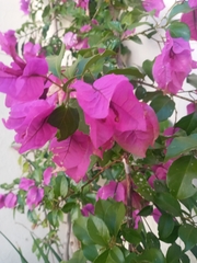 Bougainvillea