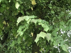 Tilia × europaea
