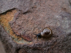 Gastrodontidae