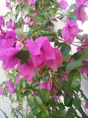 Bougainvillea
