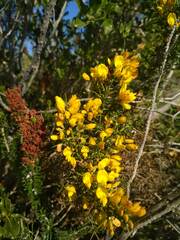 Ulex parviflorus