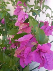 Bougainvillea