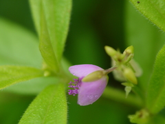 Polygala persicariifolia