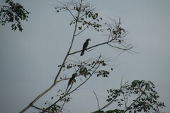 Lophoceros alboterminatus
