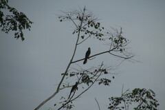 Lophoceros alboterminatus