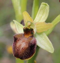 Ophrys sphegodes