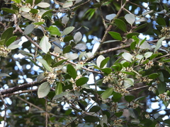 Laureliopsis philippiana