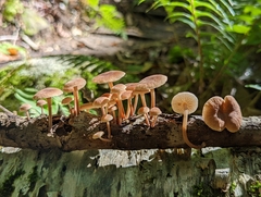 Collybiopsis dichroa