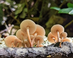 Collybiopsis dichroa