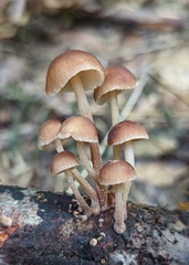 Collybiopsis dichroa