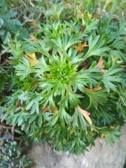 Saxifraga fragilis