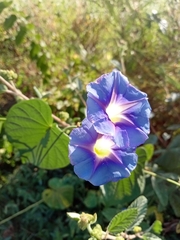 Ipomoea parasitica
