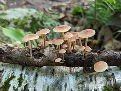 Collybiopsis dichroa