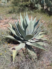 Agave