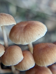 Collybiopsis dichroa