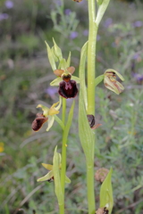 Ophrys sphegodes
