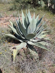 Agave