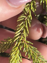 Picea mariana